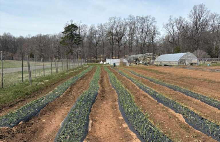 From Frost to Fruit: First Signs of Life Emerge at the Hartland College Farm
