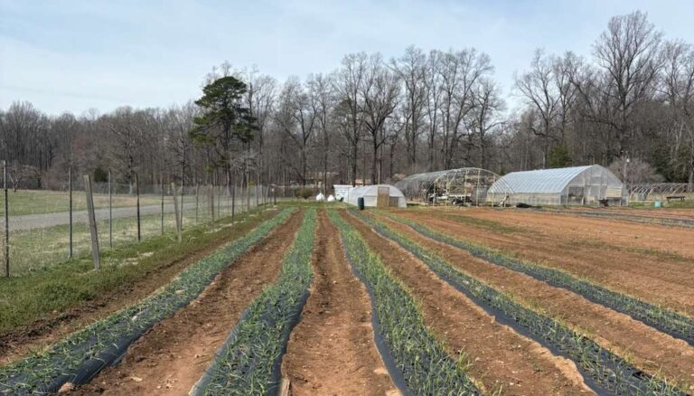 From Frost to Fruit: First Signs of Life Emerge at the Hartland College Farm
