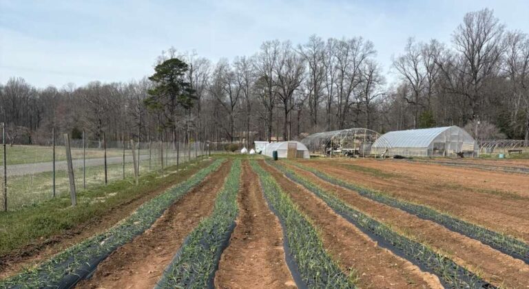 From Frost to Fruit: First Signs of Life Emerge at the Hartland College Farm